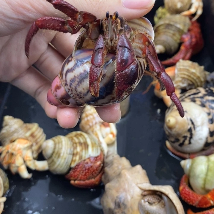 3.3口西非最后一只