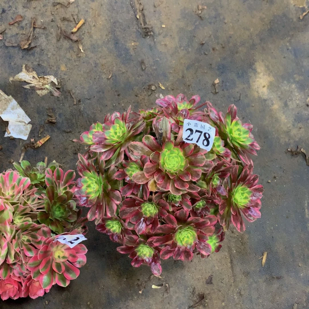 Z*Z多肉植物278安娜888888