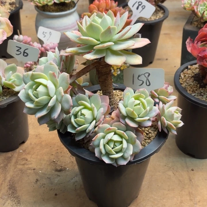 多肉植物，恋曲158号