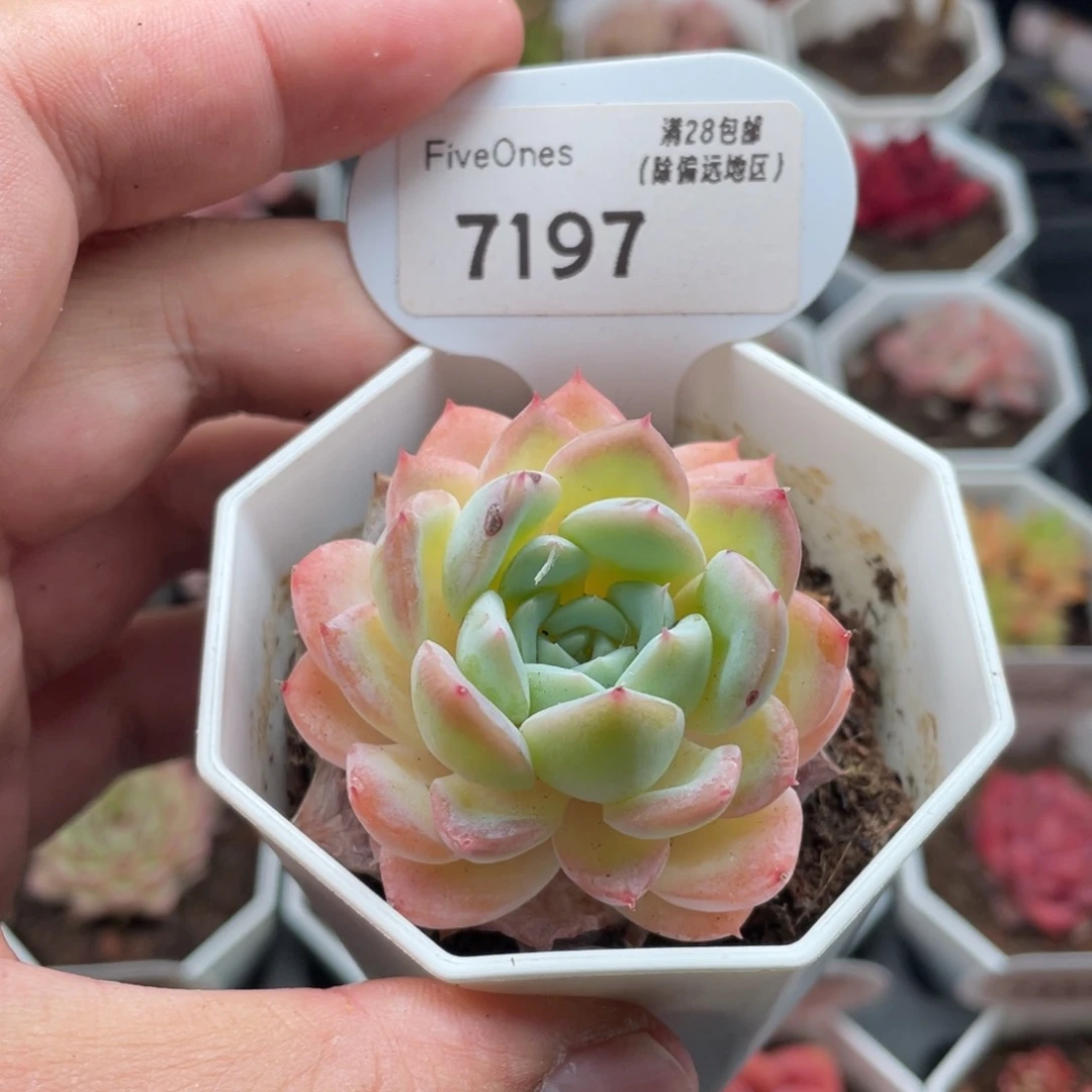 莎莎女王7197-4.5厘米