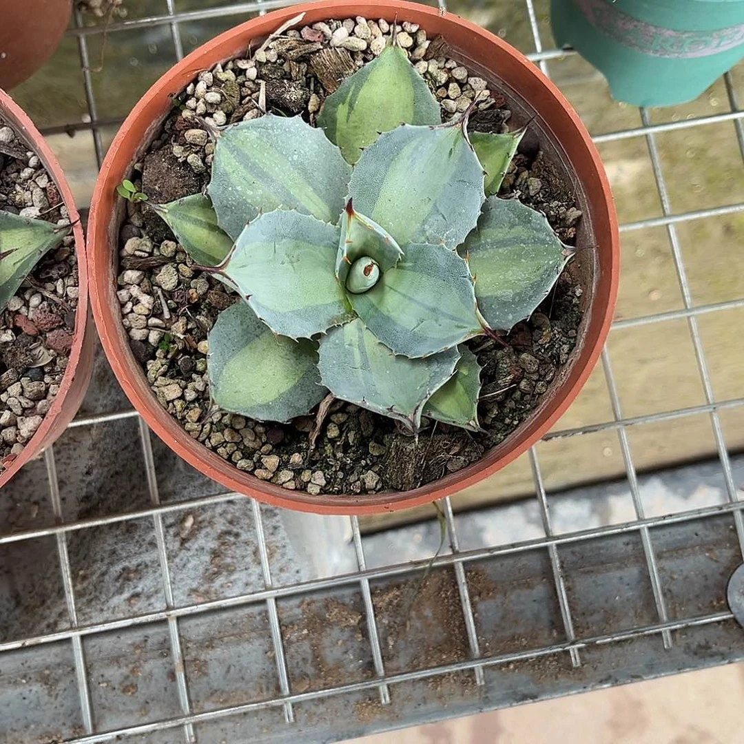 时***。虚空藏浅中斑龙舌兰
