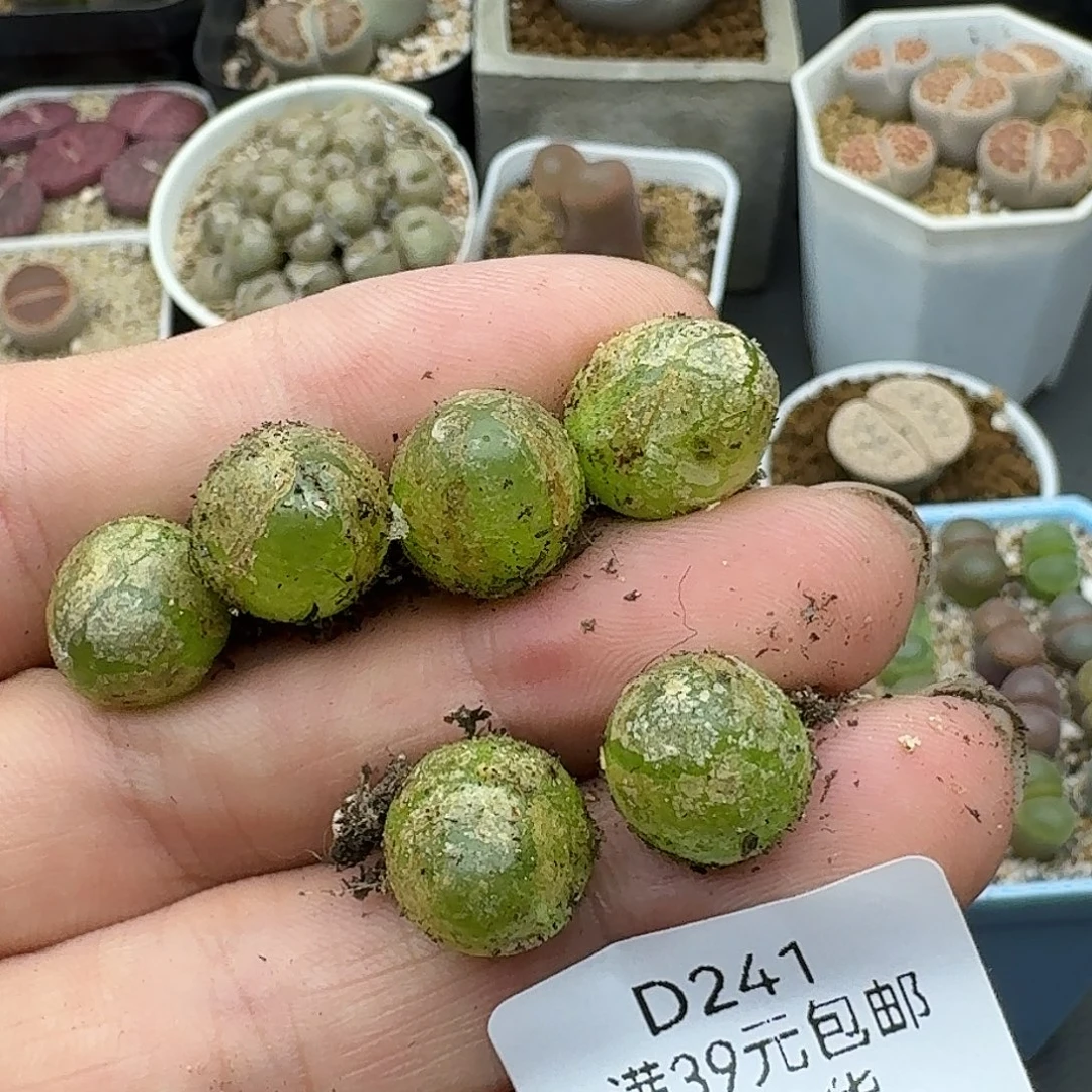 心***情241还差一颗哈哈哈哈哈