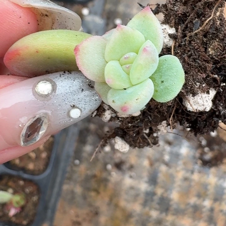 一物一拍好看感觉