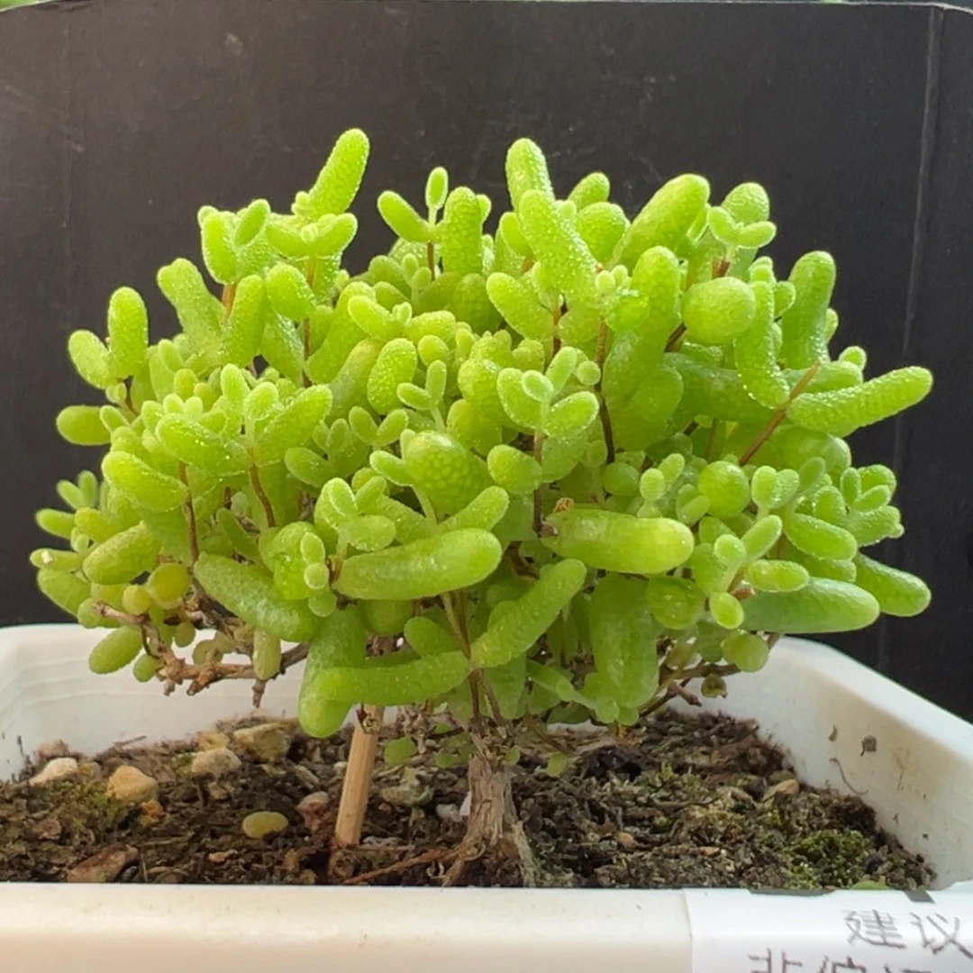 【闪购商品】dy2291蜜橘糖球福福价