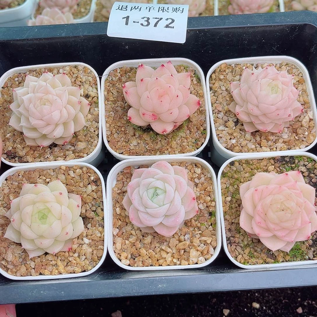 1-372 新疆西藏内蒙不发12.8包邮多肉