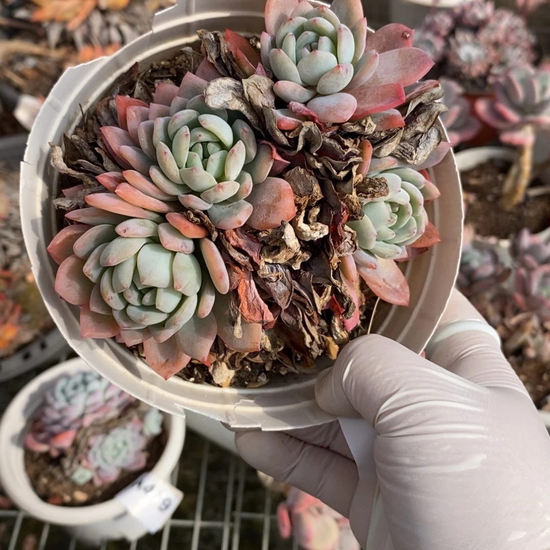 481全明星一物一拍