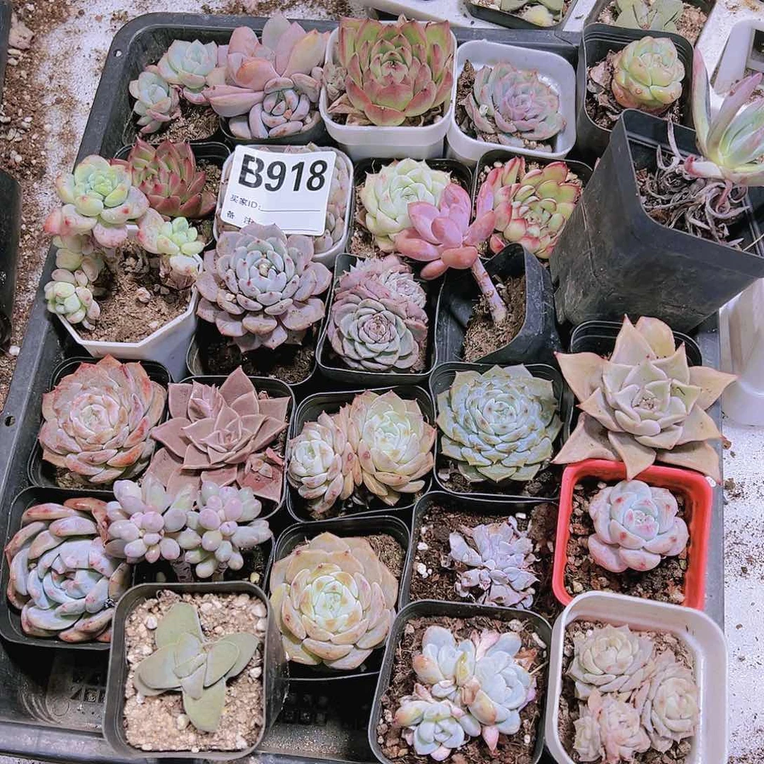 脱土无售后瑕疵多肉918