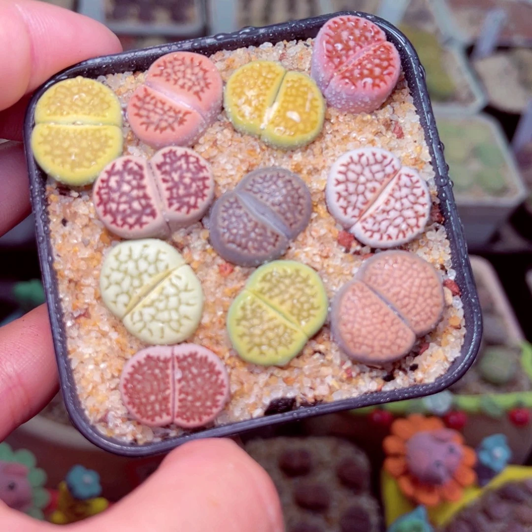 187号带盆包邮发货