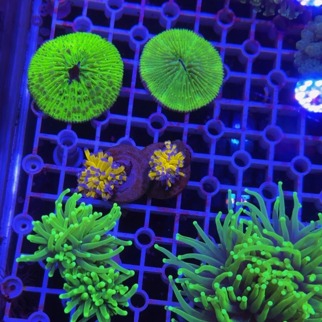 万鱼来朝海水观赏