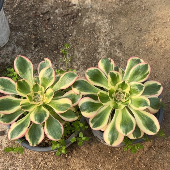 燕子锦两颗组多肉植物量