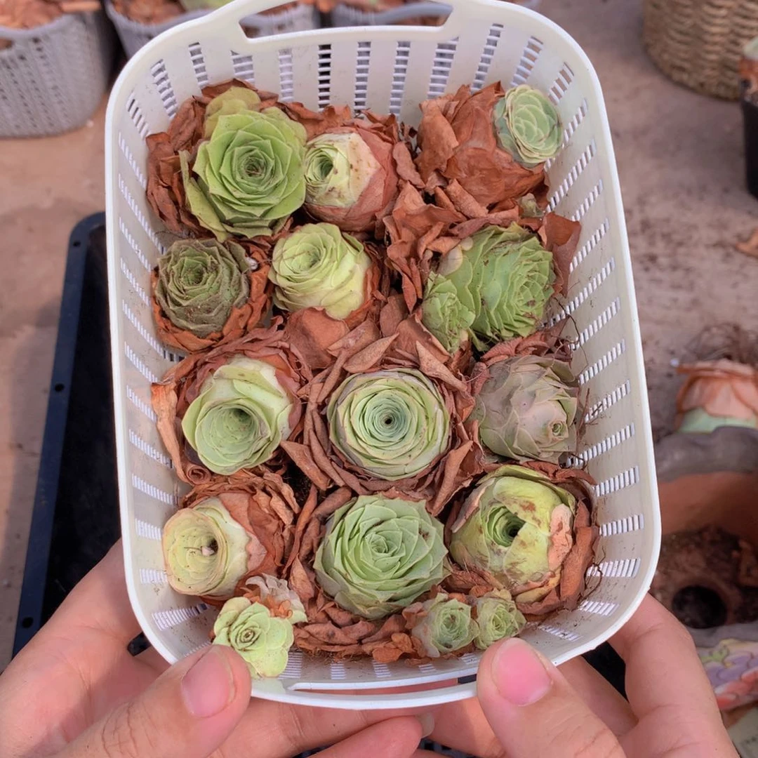 一篮中号山地玫瑰量拍