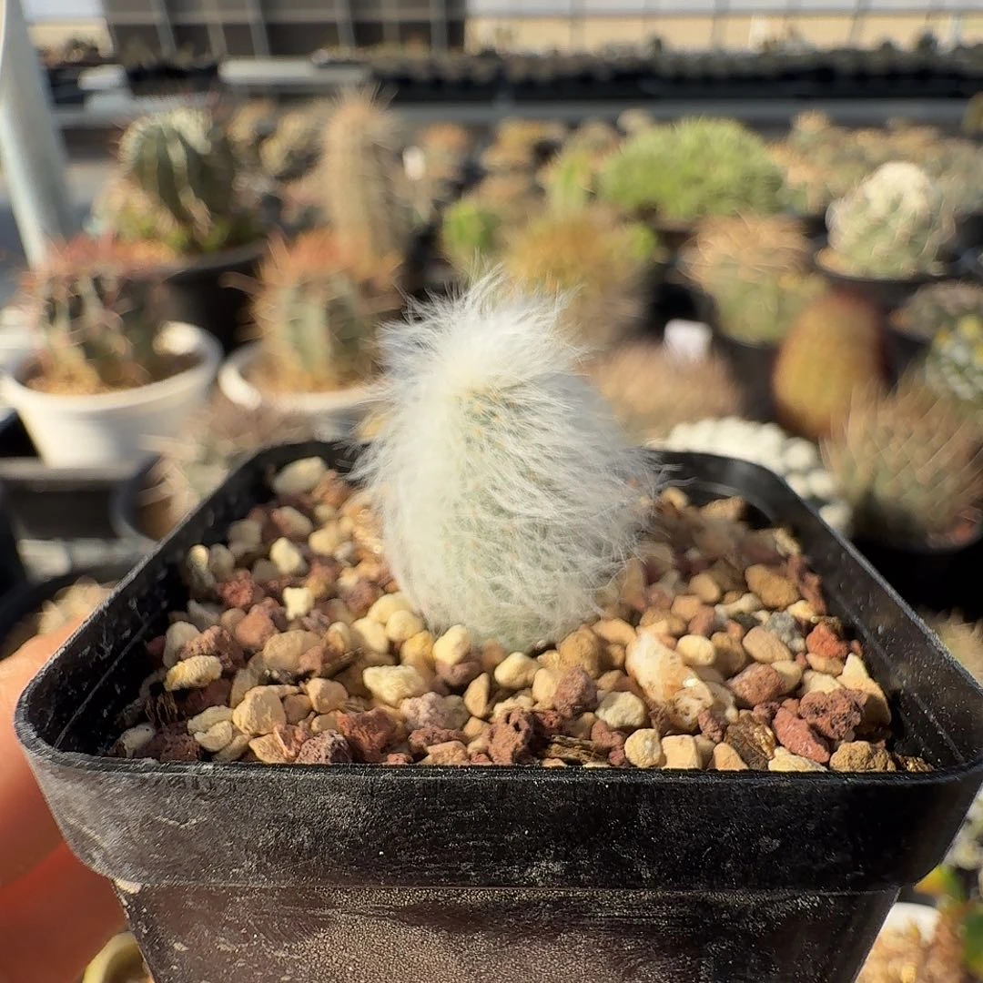 实生白毛虾脱土发货