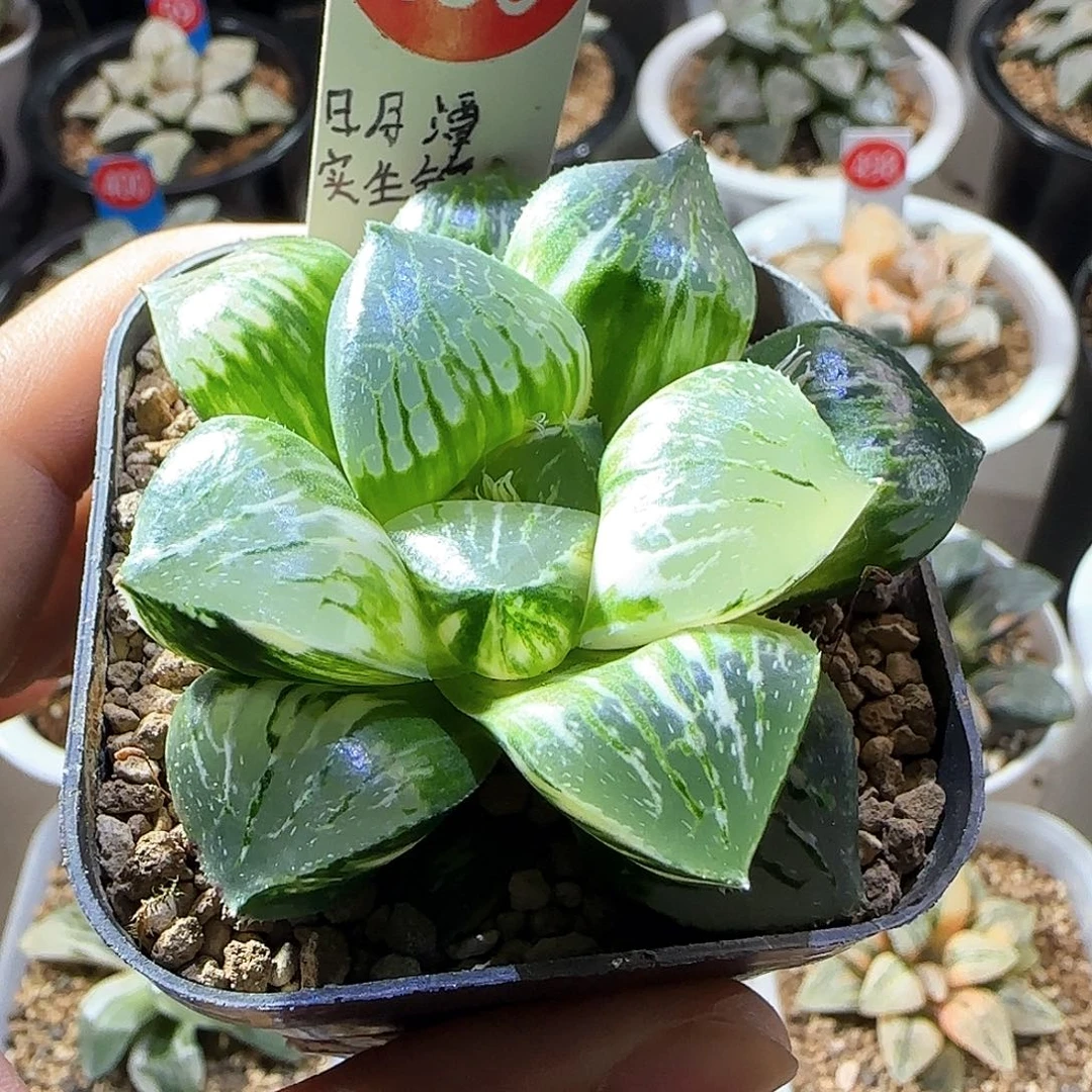 180号日月潭实生锦一物一拍带盆土