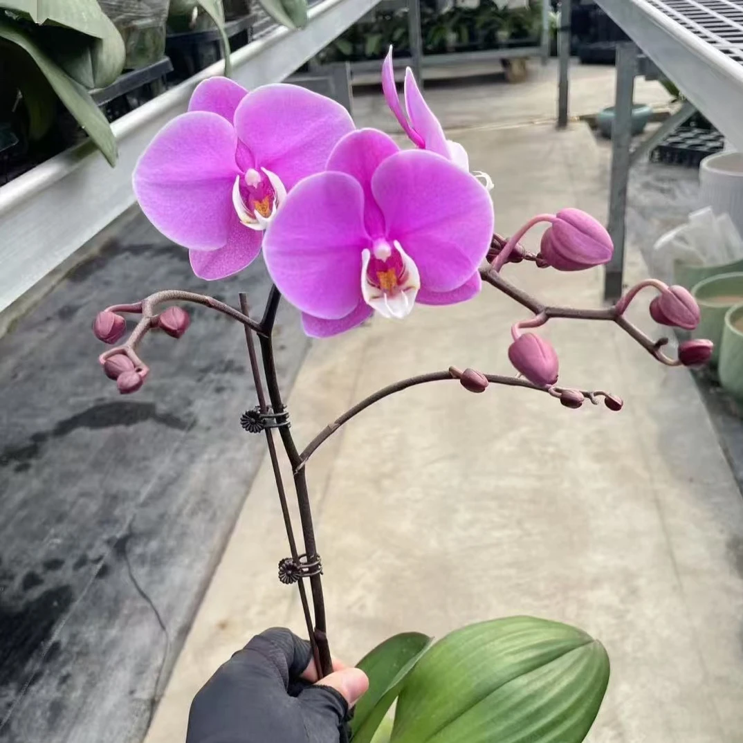 以琳园艺蝴蝶兰种子苗一物一拍