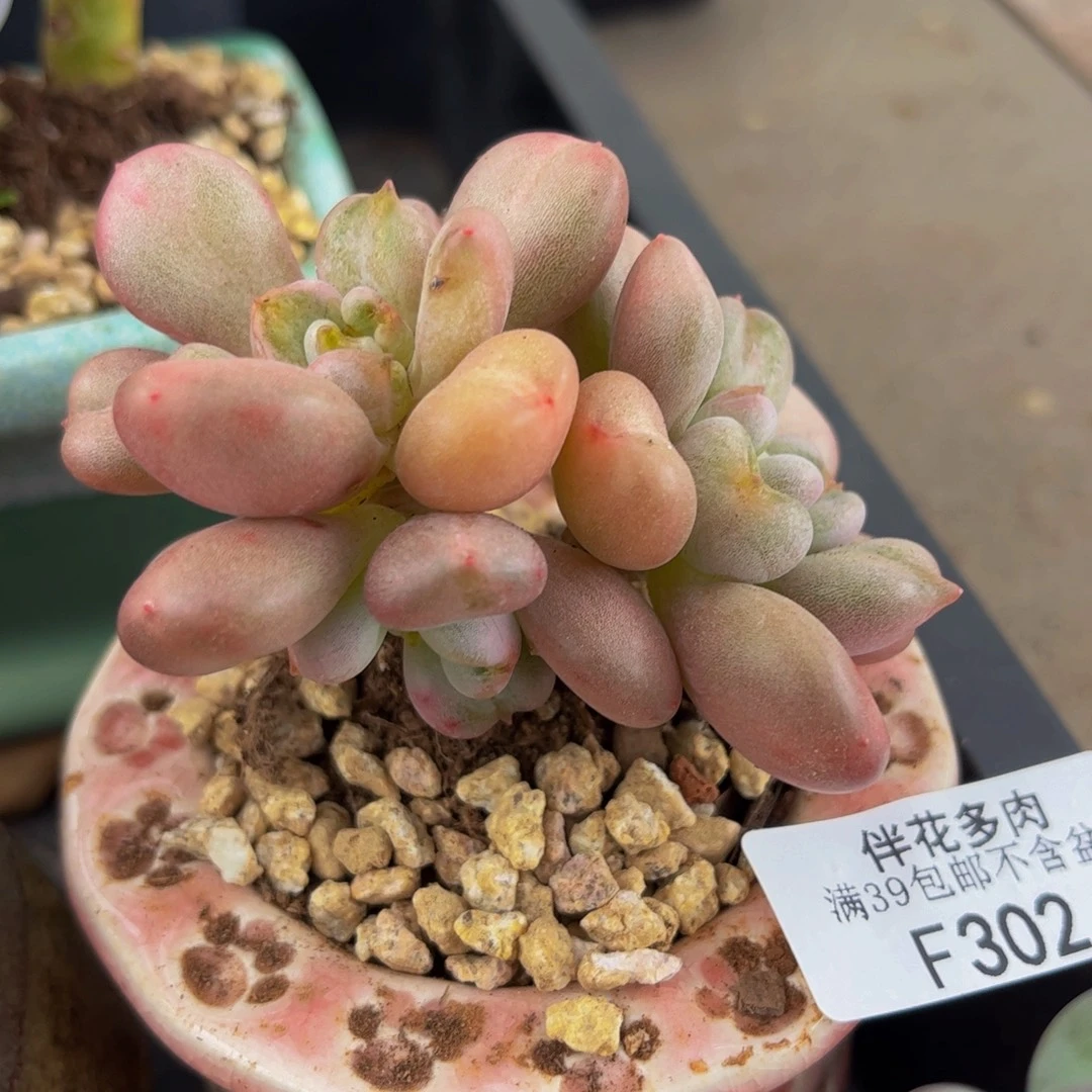 302-比尔盖茨多肉6cm