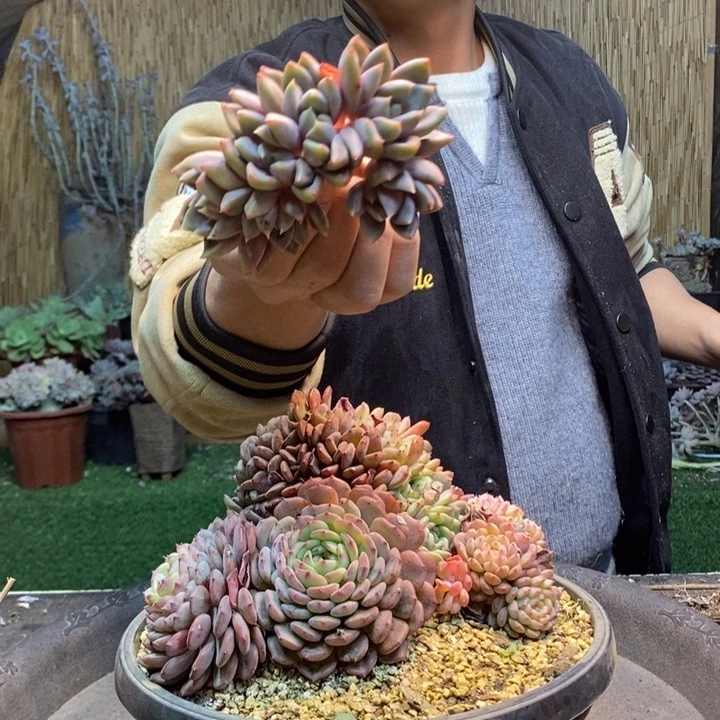 唯***e56号白胖子多肉植物