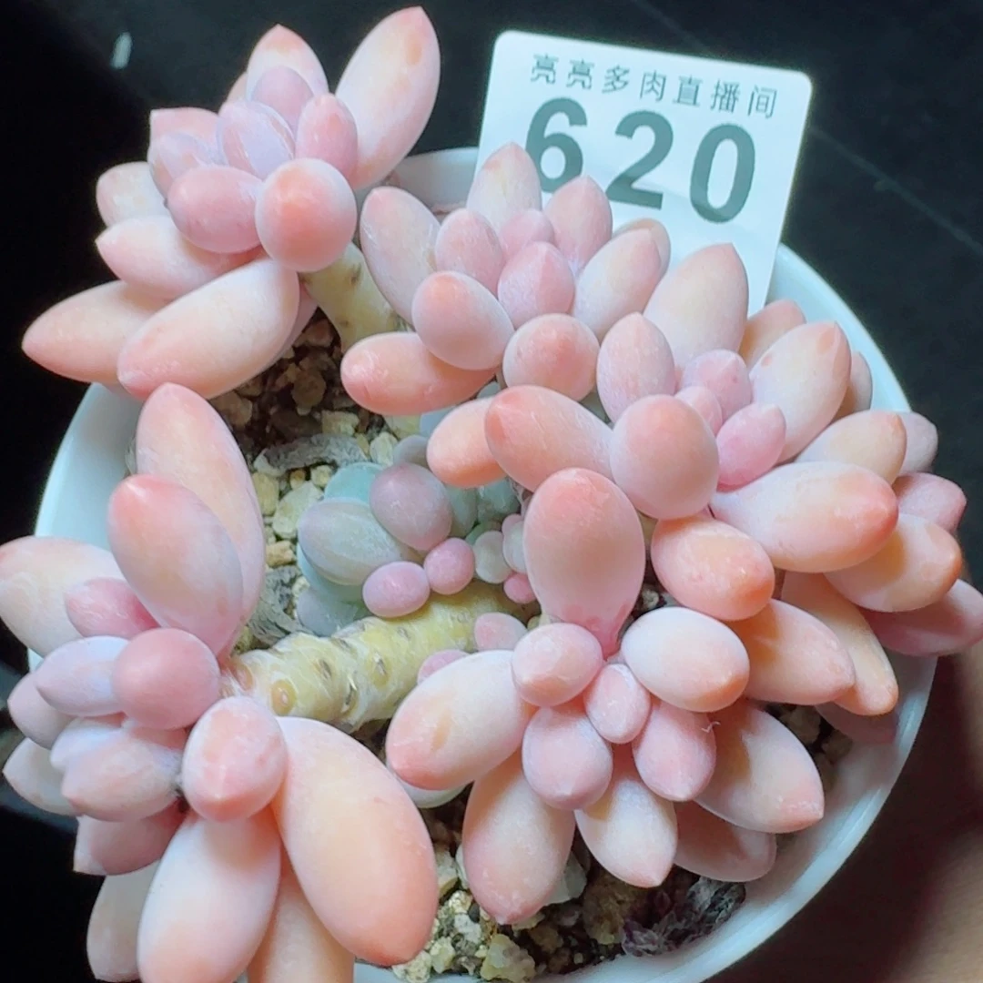 汤圆群生            精美多肉植物
