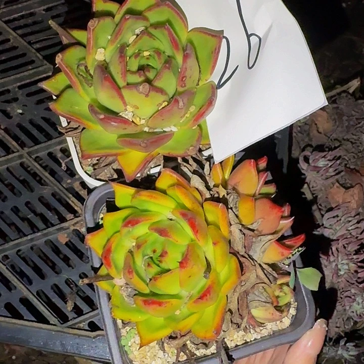 小***秦多肉 两个 不包损26号