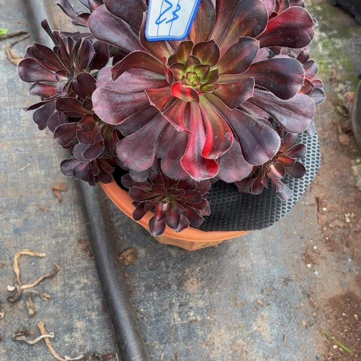 云南花蝴蝶法师多肉23号