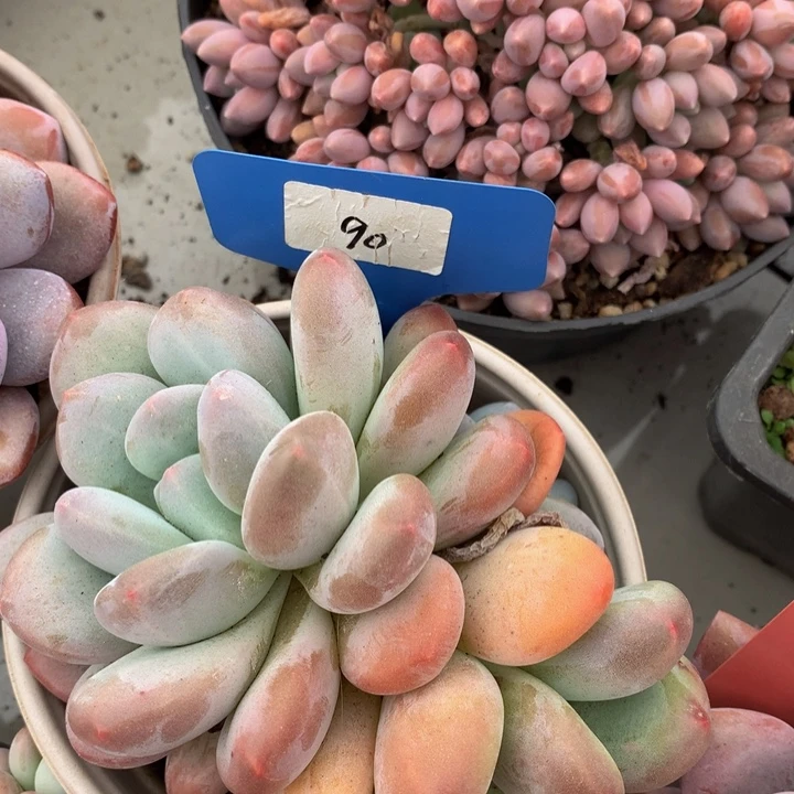 读肉皮子合集723737373773