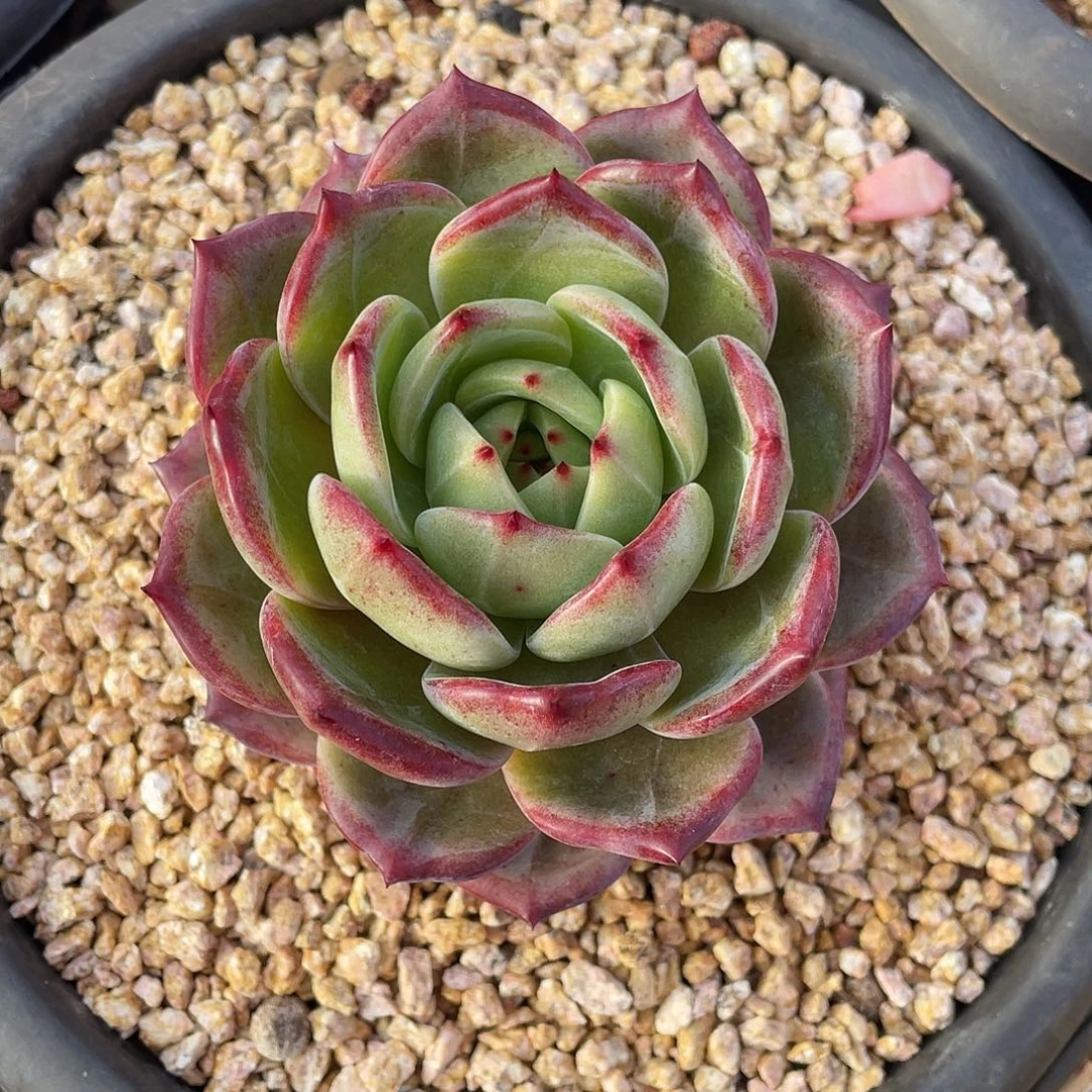 多肉植物一物一拍