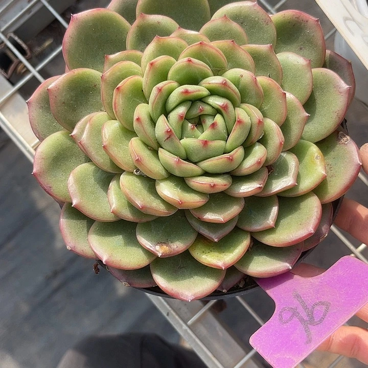 两单包邮，一物一拍96杂交