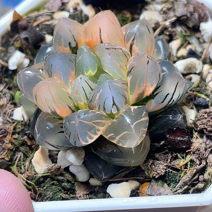 614超锦水中月锦特选福利。