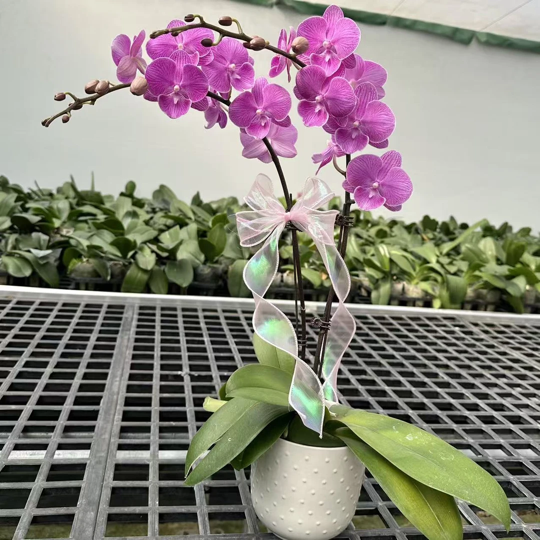 A8【开口笑】紫红色线条蝴蝶兰.源头基地.送礼兰花.包盆年花