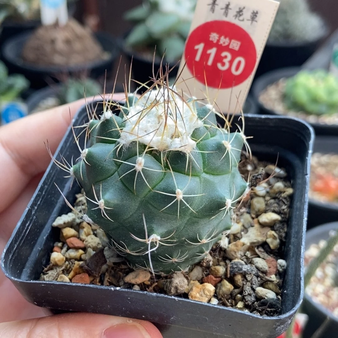 实生刘氏丸娇丽4.1cm