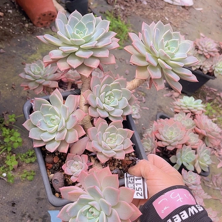 红粉佳人25117多肉植物