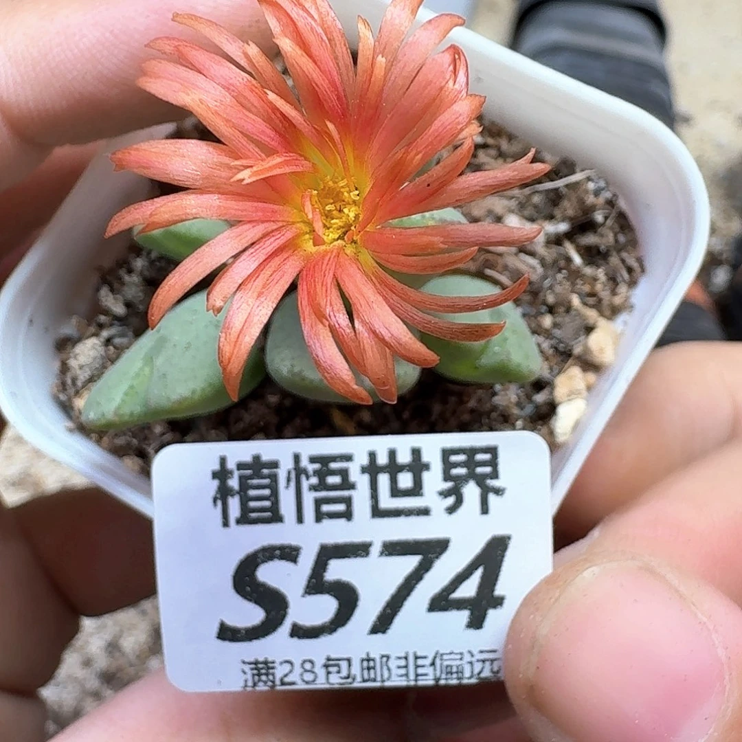 多肉植物的润泽风格吧