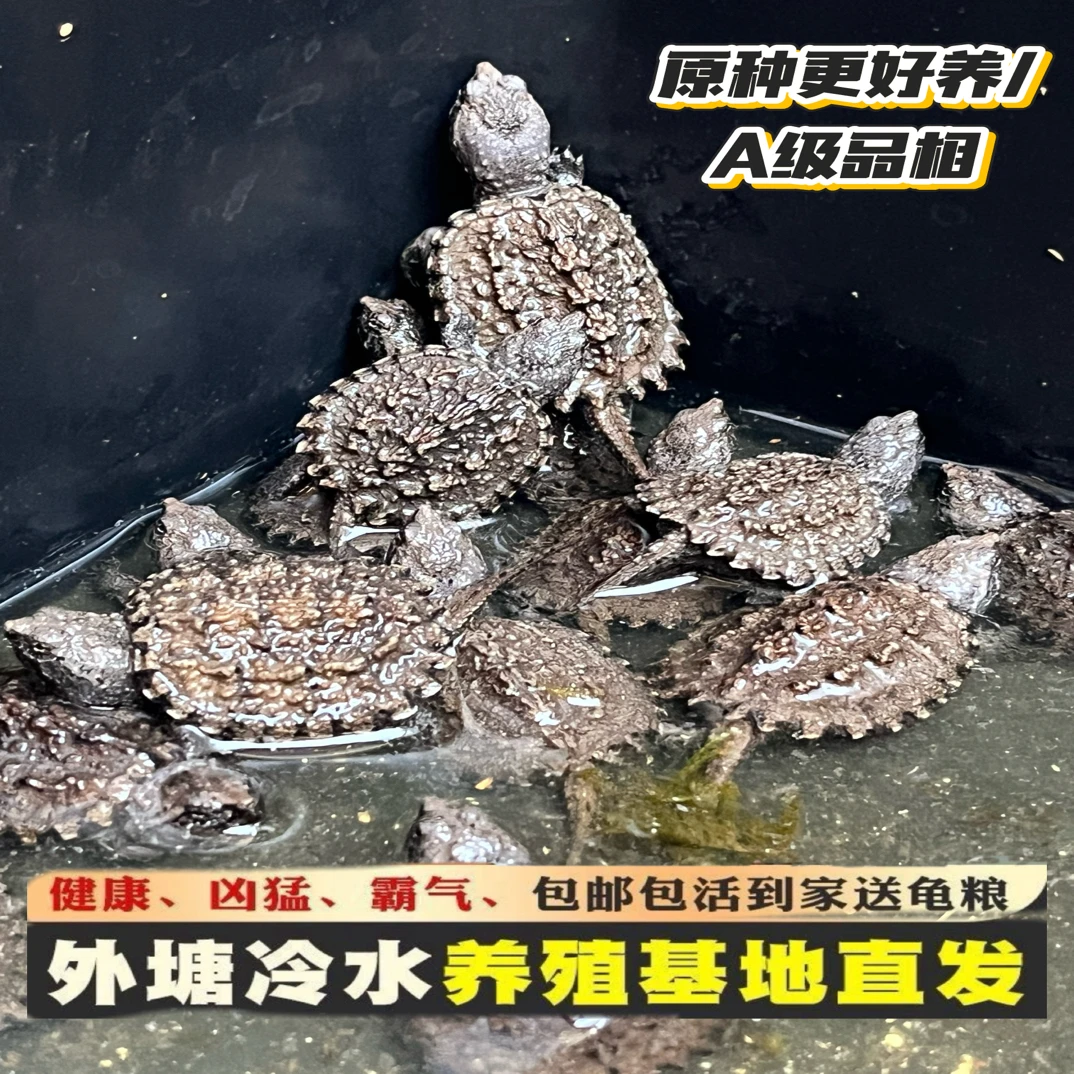 【直播精选】佛鳄龟乌龟爆刺佛鳄观赏龟人工养殖小乌龟