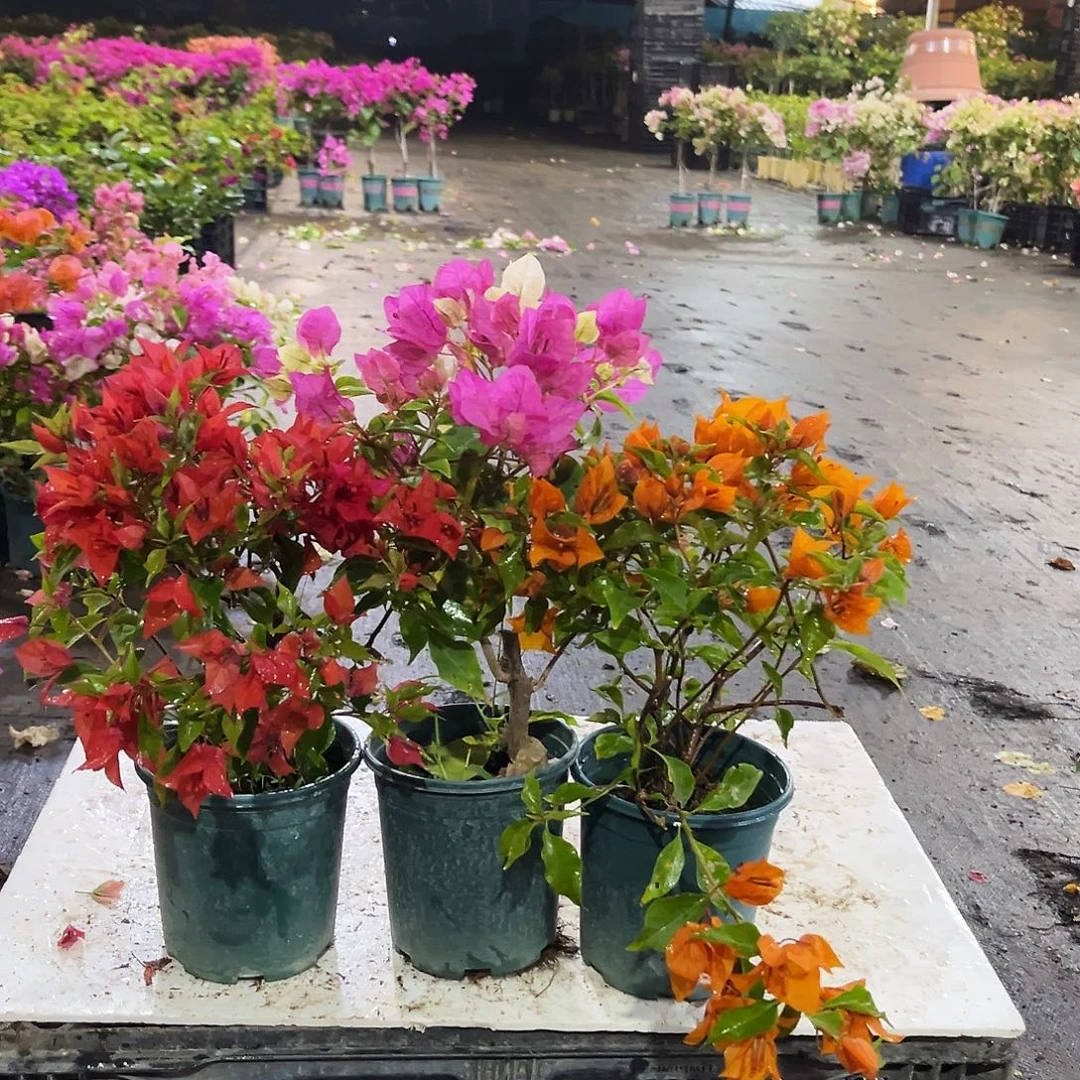 大部分花苞少量开放紫桑巴，金心双色，橙桑巴