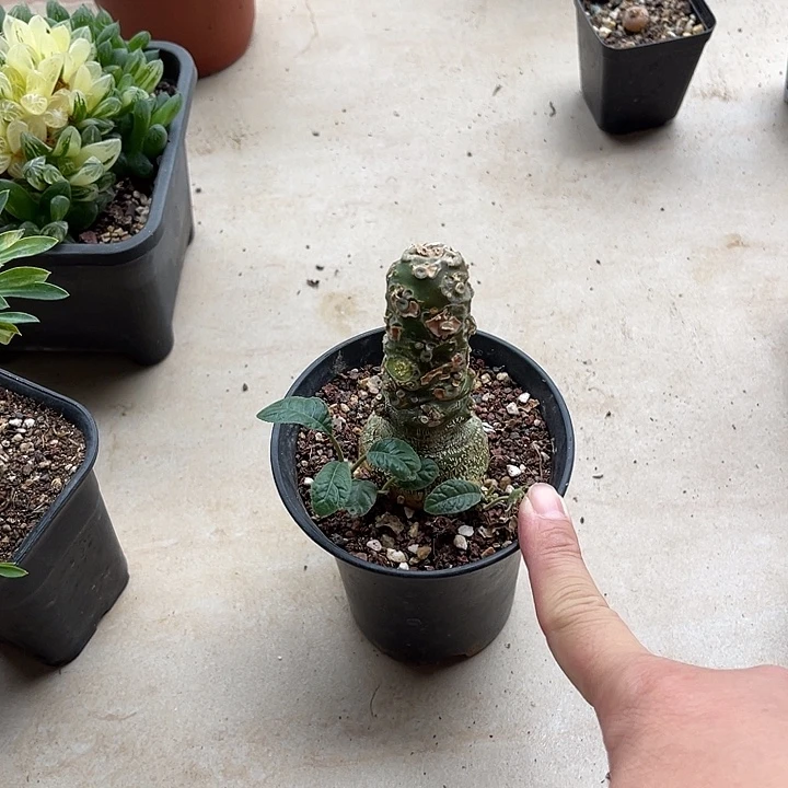 无花朵琉桑块根一物一拍