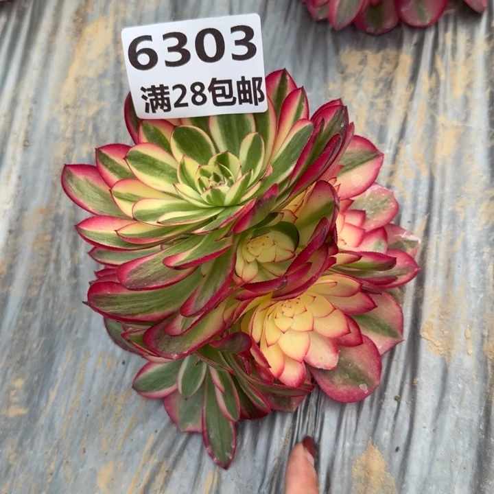 6303一号棚荔枝多肉I