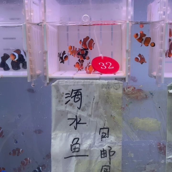 海水鱼瑕疵混搭8条2.5-3