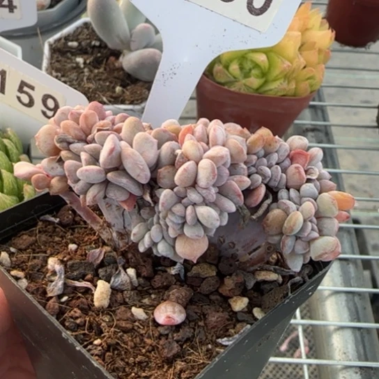 185雪精灵缀 一物一拍多肉