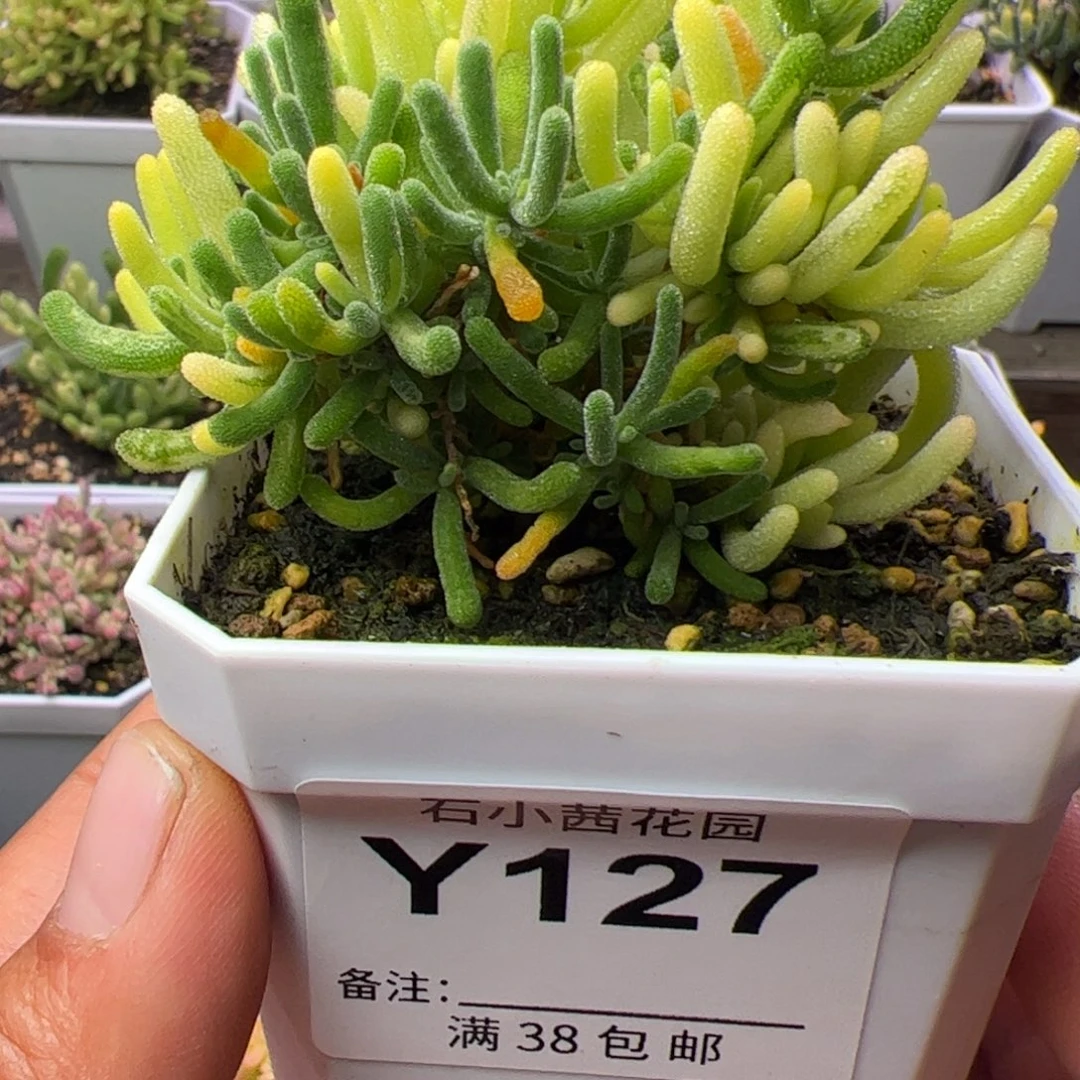 多肉植物枝干荧光兔锦