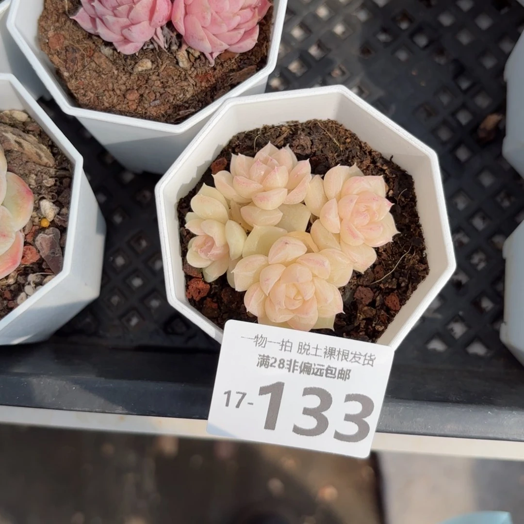 白天鹅麦秆群多肉多肉