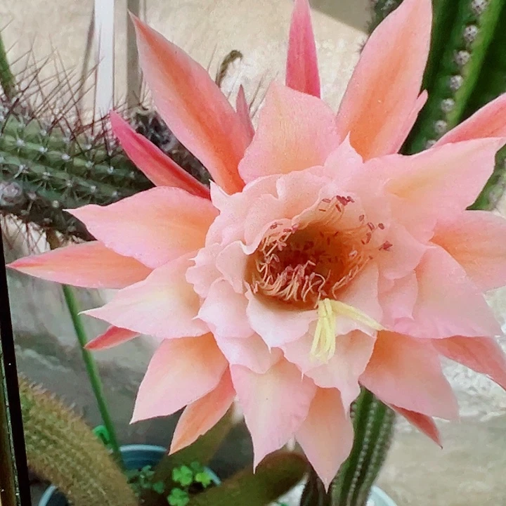 金妞 蝴蝶 侧芽 满20 包邮