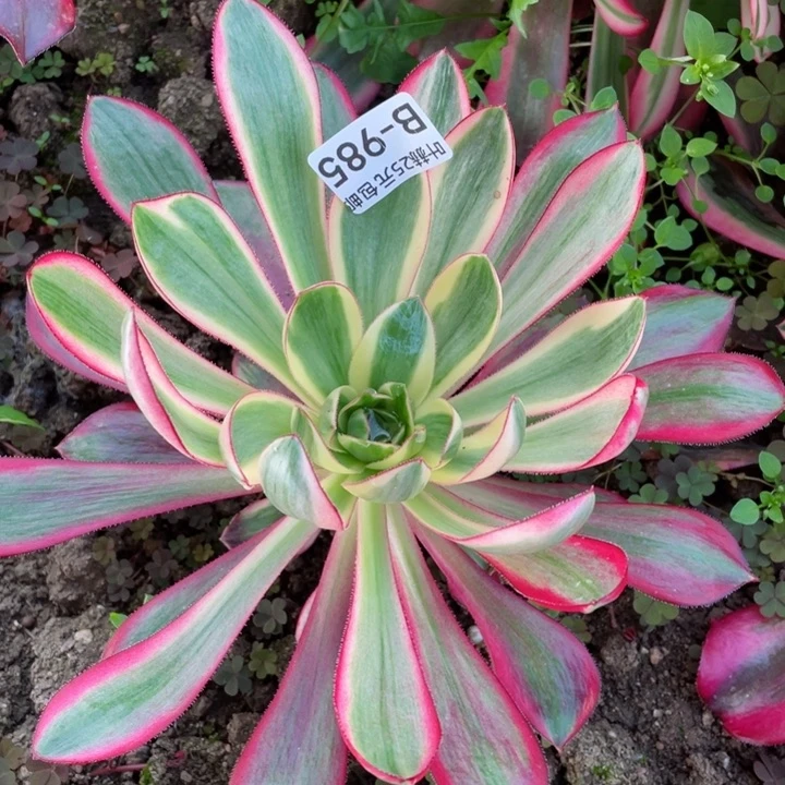 985烈焰多肉12345678