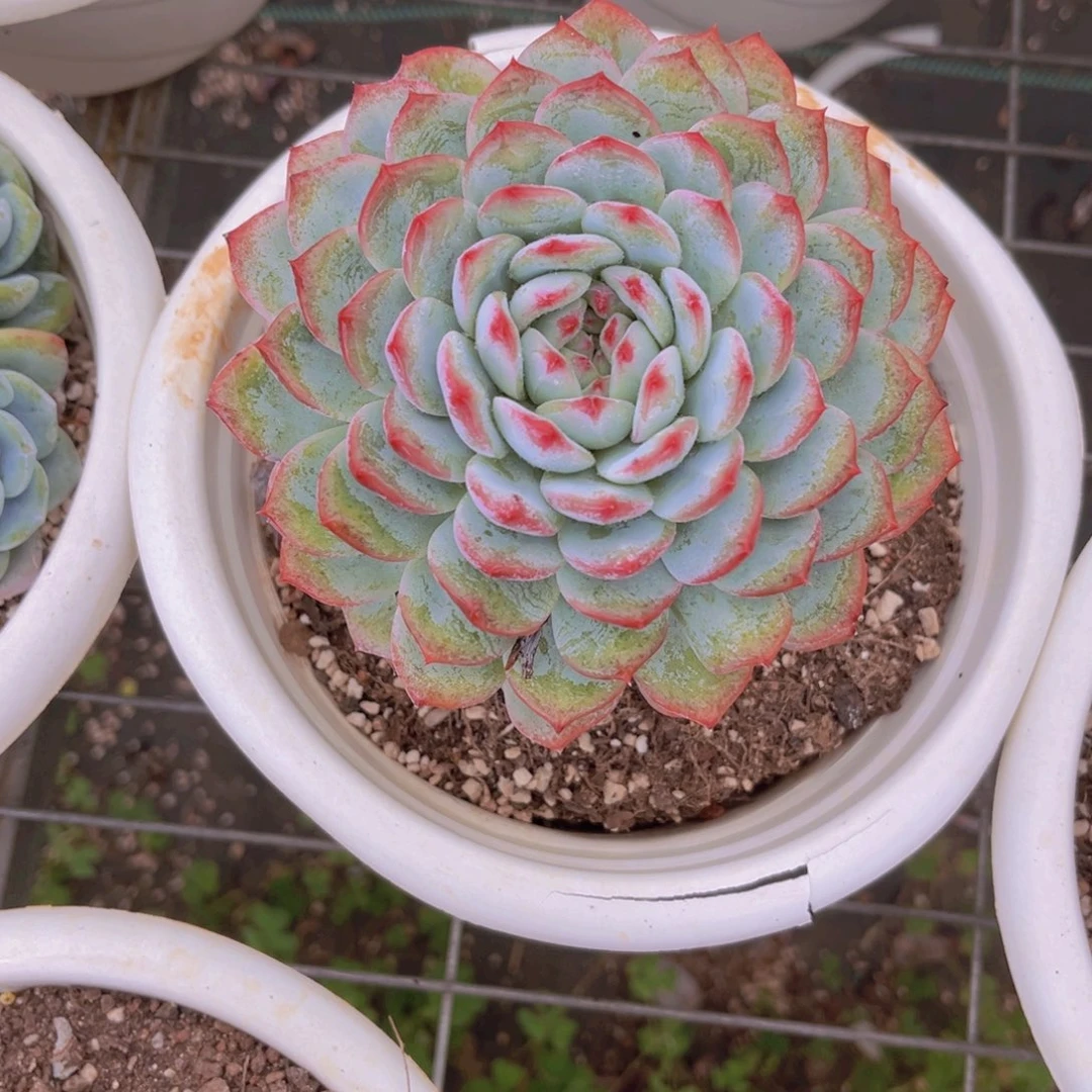 香提卡13.5公分9999989999