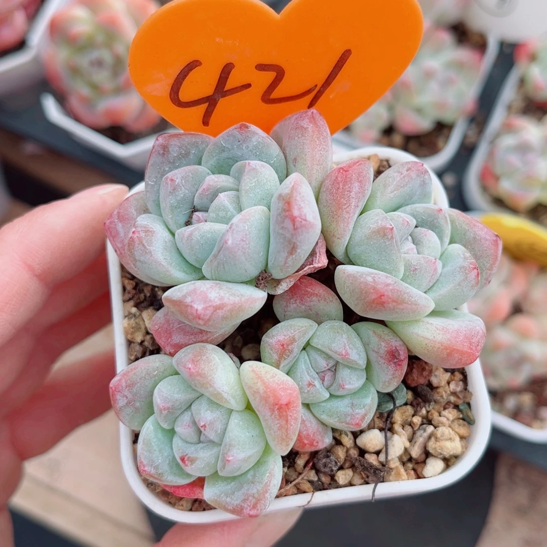 421号小老桩冰玉群