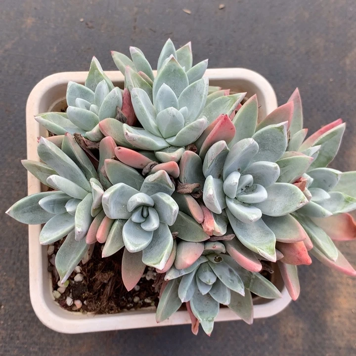 泡芙杂，多肉植物