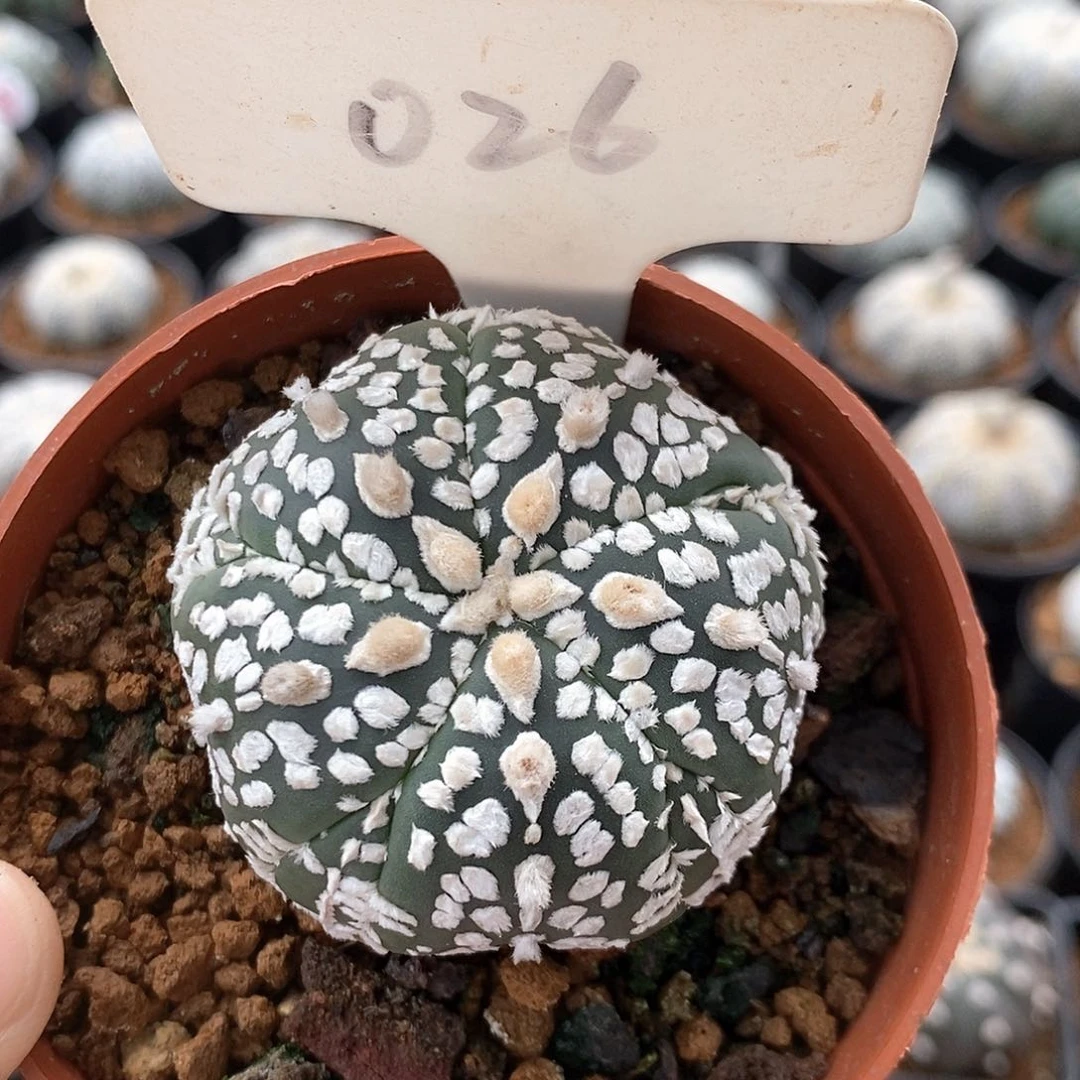 饭****026五愣系列产品福