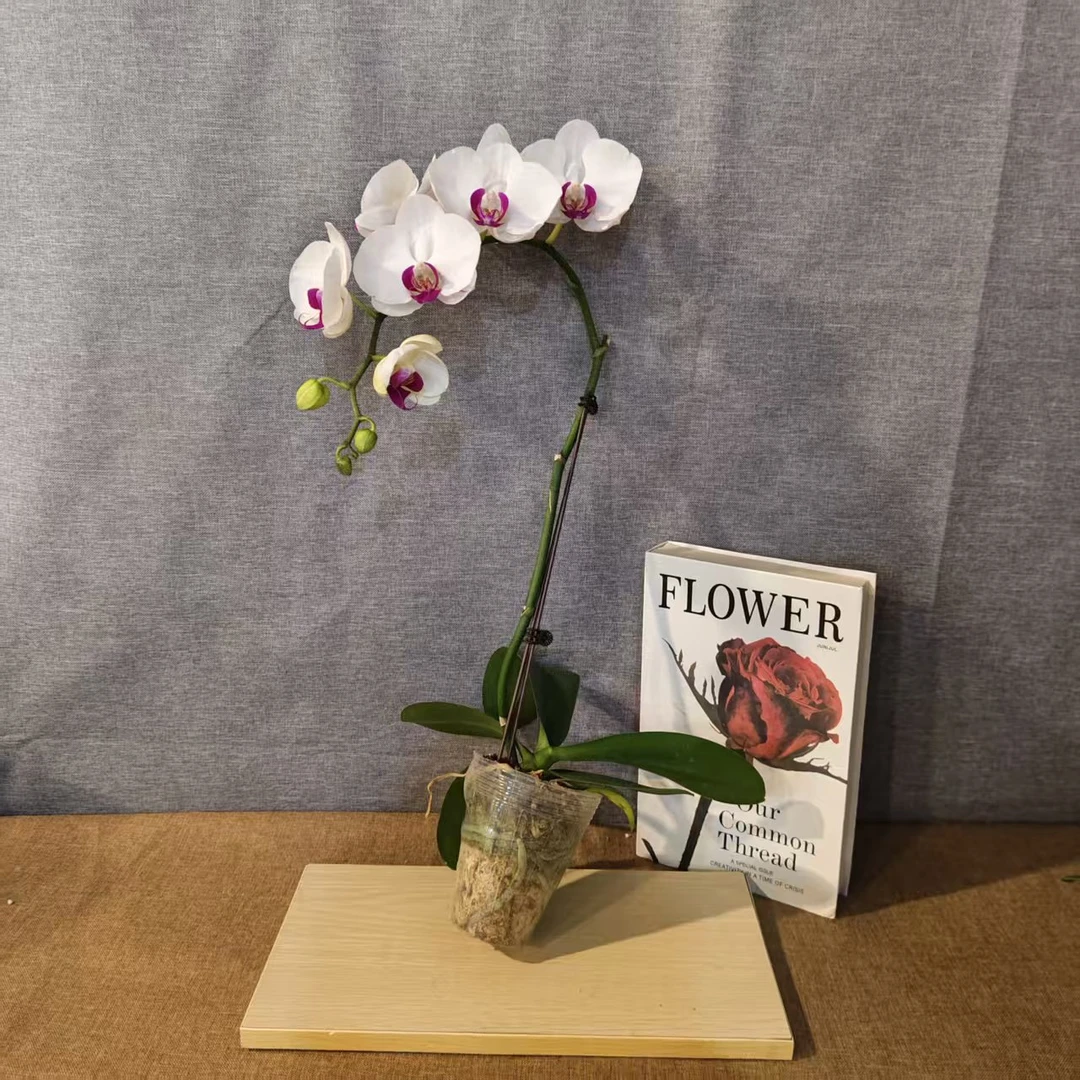 鲜花【白花红心】蝴蝶兰室内种植观赏送礼带花发货