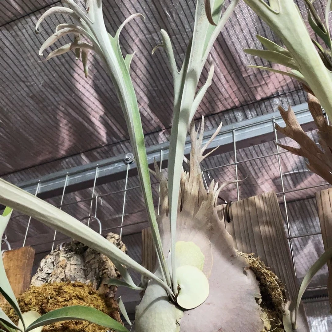 完全开放野银 woot侧