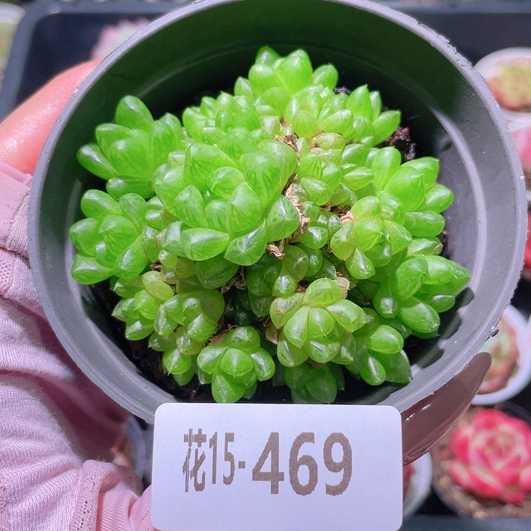 花利美15-469草玉露