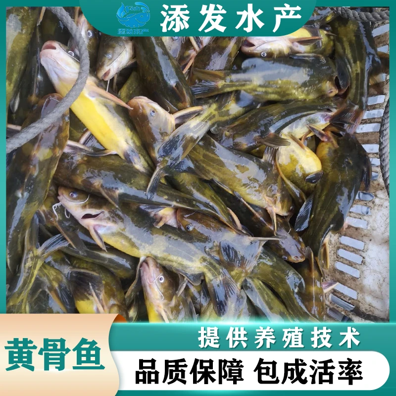 黄骨鱼 黄辣丁黄颡鱼 黄丫叫淡水养殖耐氧耐低温宠物活体包活包邮