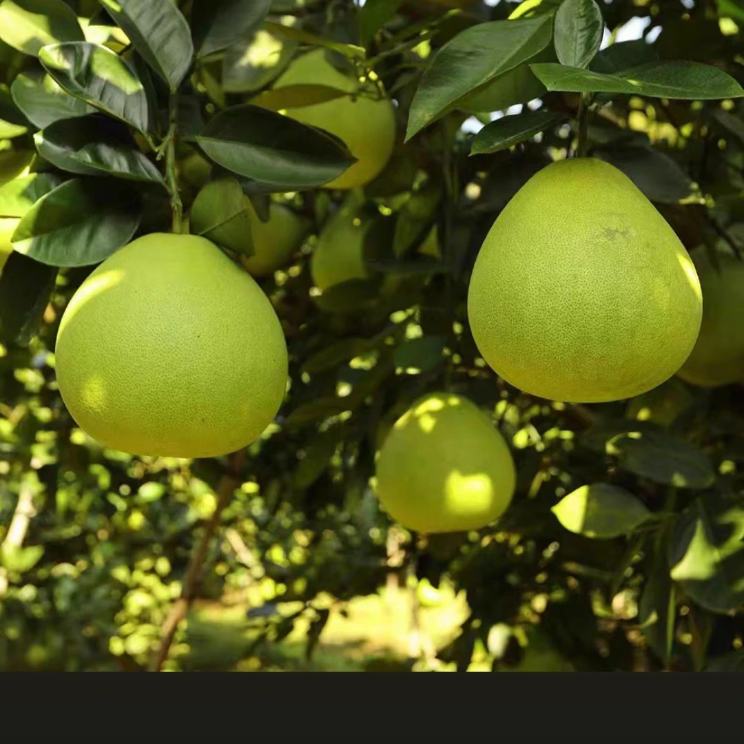 本地特产/脆甜多汁/微苦回甘